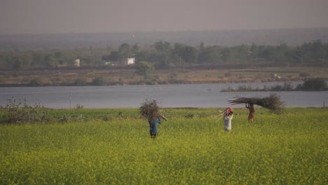 Bauern,-Die-In-Einem-Senffeld-In-Der-Nähe-Eines-Flusses-In-Gwalior-Arbeiten