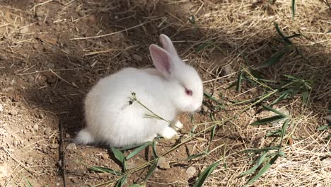 Entzückendes-Weißes-Kaninchen,-Das-Blätter-Auf-Schmutzboden-Isst