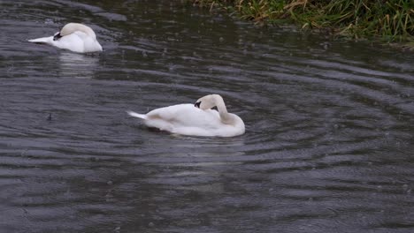 Two-swans-swimming-and-cleaning-themselves-in-a-river-during-rain-in-rural-countryside-of-Somerset,-England
