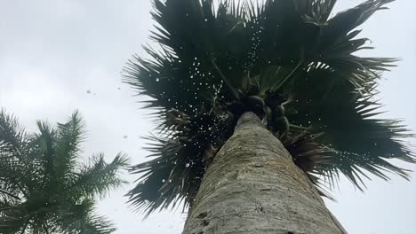 Mahe-Seychellen-Regen-In-Zeitlupe,-Der-Vom-Coco-De-Mer-baum-Herunterkommt