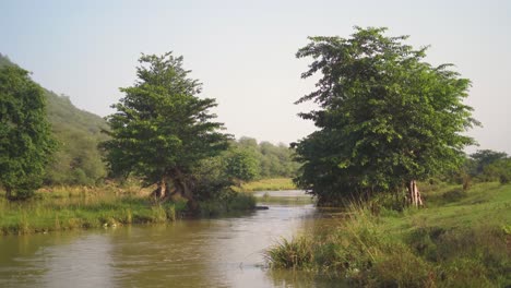 Ein-Fließender-Fluss-Durch-Einen-Wald-In-Einem-Dorf-Von-Gwalior-In-Indien