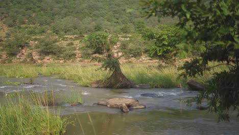 Vista-Lateral-De-Un-Río-Que-Fluye-A-Través-De-Un-Bosque-En-Un-Pueblo-De-Gwalior-En-India