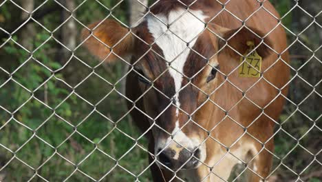 Tagged-Cow-Behind-Chain-Linked-Fence