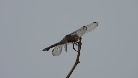 Beautiful-Dragonfly-in-sky-waiting-for-pry