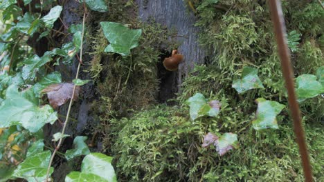 Fairy-tree-doorway-in-forest-Irish-Mythology