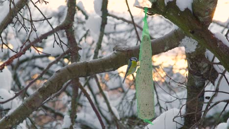 Eurasian-blue-tit,-Cyanistes-caeruleus-visiting-the-bird-feeder-in-the-forest-on-a-sunny-winter-afternoon