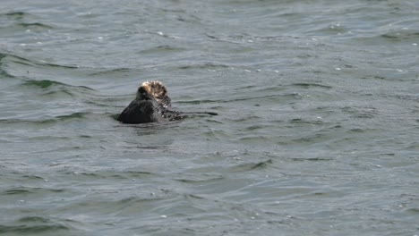Sea-Otter-Taking-A-Nap