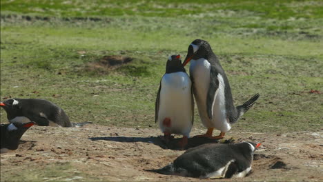 Pingüinos-Papúa-Cortejando-Y-Acurrucándose-En-Una-Ladera-Cubierta-De-Hierba-En-Las-Islas-Malvinas