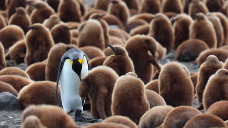Fluffy-Brown-King-Penguin-Chick-being-fed-by-Parent,-South-Georgia