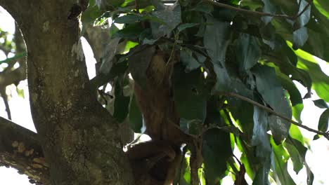 Sloth-Hanging-From-Tree-Poking-Through-Leaves