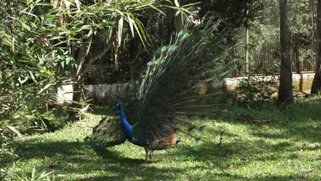 Beautiful-Peacock-Shaking-its-Feathers-in-Nature-Reserve
