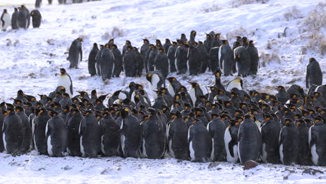 Pingüinos-Rey-Se-Apiñan-En-Una-Tormenta-De-Nieve,-Georgia-Del-Sur