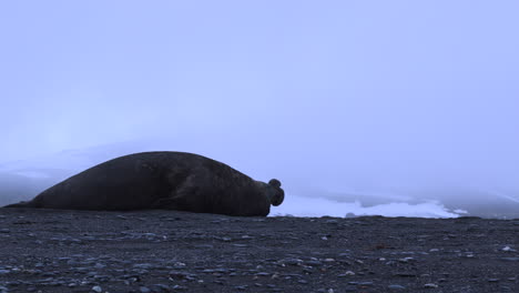 Male-elephant-seal-runs-along-the-rocky-beach-then-stops-for-a-rest