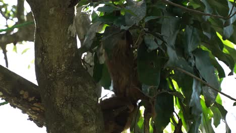 Sloth-in-Tree-with-Sunlight-Coming-Through-Leaves
