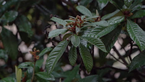 Regentropfen-Tropfen-Auf-Grüne-Blätter-Von-Loquat,-Auch-Bekannt-Als-Eriobotrya-Japonica,-Immergrüner-Baum