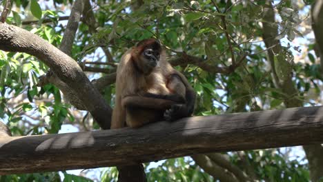 Small-Sad-Monkey-Sitting-in-Tree