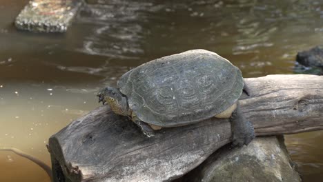 Große-Schildkröte-Ruht-Auf-Baumrinde-Im-Teich