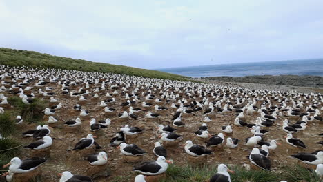 Black-browed-albatross-in-huge-nesting-colony-on-the-Falkland-Islands,-wide-angle