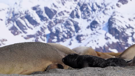 Elephant-seal-pup-gets-sand-thrown-over-him-by-Mom-and-flinches