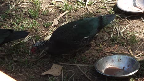Green-Duck-Eating-from-Plate-in-Nature-Reserve