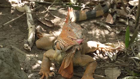 Gran-Iguana-Naranja-Sacando-La-Lengua