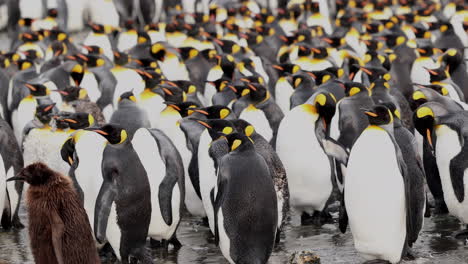 Fluffy-brown-King-Penguin-Chick-Walks-Past-Rookery-with-Hundreds-of-Adult-Penguins
