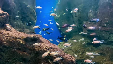Tropische-Fische-Schwimmen-In-Einem-Aquarium