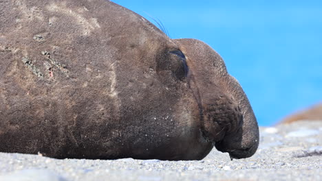 Male-elephant-seal-very-close-up-on-trunk-like-nose