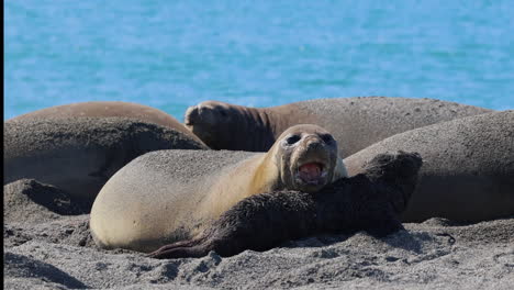 Elephant-seal-Mom-with-new-pup-looks-at-camera-and-barks