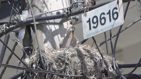 Pigeon-Resting-in-Nest-on-Telephone-Pole