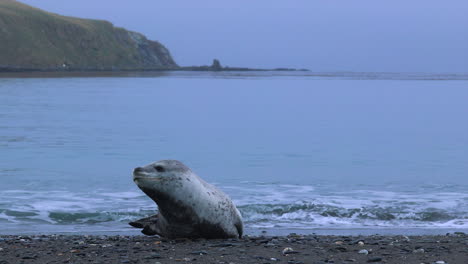 Leopard-seal-on-beach-looking-around-then-going-to-sleep