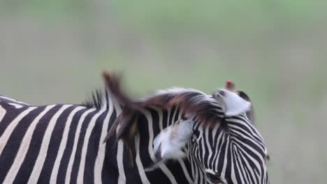 Ein-Zebra-Mischt-Sich-In-Die-Savanne,-Während-Ein-Madenhacker-Zecken-Von-Seinem-Fell-Im-Krüger-Nationalpark,-Südafrika,-Zupft