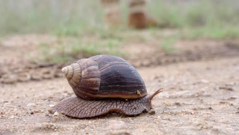 A-giant-land-snail-moves-across-the-road-slowly-in-the-Kruger-National-Park,-South-Africa