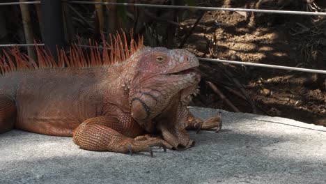 Large-Orange-Iguana-Resting-on-Cement-Walkway