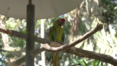 Green-Macaw-Resting-in-Shade-in-Nature-Reserve
