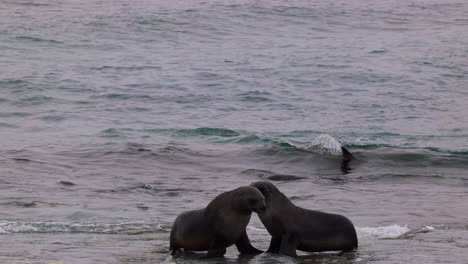 Fur-Seal-Juveniles-Play-Fighting-with-a-Grey-Sea-in-the-Background,-South-Georgia