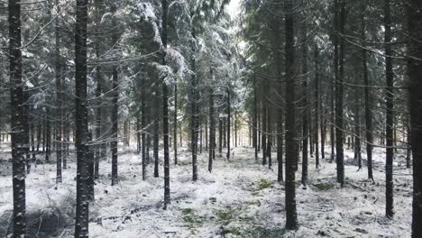 Suche-Nach-Menschen-Im-Wald-Im-Winter