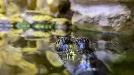 Alligatorkopf,-Der-Aus-Dem-Wasser-Ragt