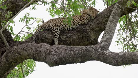 Leopard-sleeping-up-a-Marula-Tree-in-the-Greater-Kruger-National-Park,-South-Africa