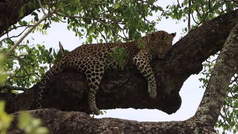 Leopard-relaxing-and-laying-up-a-tree-and-looking-around-carefully-after-eating-his-full-of-an-impala