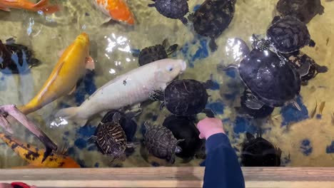 overhead-shot-of-a-boy-feeding-turtles-and-fish
