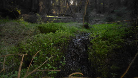 A-forest-floor-covered-in-moss-with-small-stream-flowing-and-small-branches-on-the-side