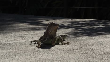Iguana-on-Cement-Path-Looking-Around-on-Sunny-Day