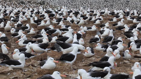 Black-browed-albatross-in-huge-nesting-colony-on-the-Falkland-Islands,-medium-angle