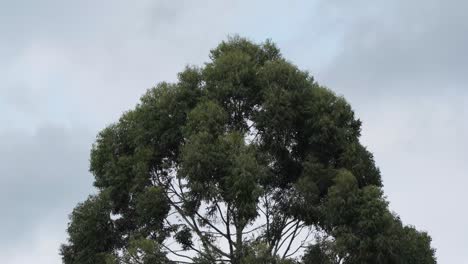 Large-Tree-Top-Moving-from-High-Winds