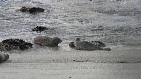 Seehunde-Reiben-Nasen-In-Pacific-Grove,-Monterey,-Kalifornien
