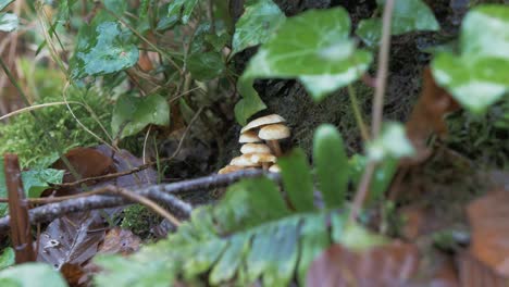 Velvet-shank--Mushroom-growing-in-Irish-woodland