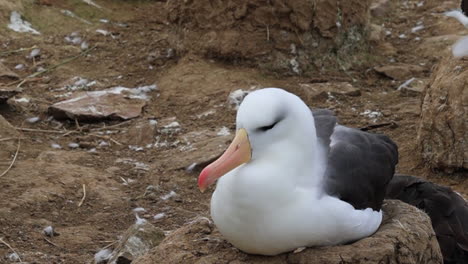 Black-browed-albatross-getting-comfortable-on-a-nest-in-the-Falkland-Islands