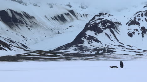 Dos-Pingüinos-Rey-Caminando-Y-Deslizándose-Por-La-Nieve-Con-Montañas-Al-Fondo