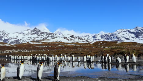 Pingüinos-Rey-Caminando-Con-Reflejo-En-El-Agua-Y-Montañas-Nevadas-En-El-Fondo